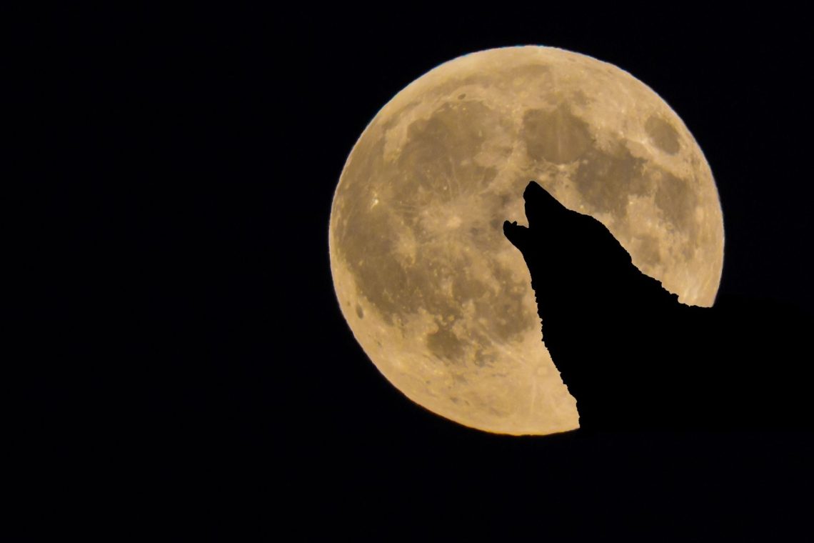 Drevi bo zasilja prva Volčja polna luna