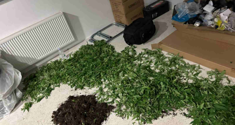 Hišna preiskava v Trzinu razkrila devet prostorov za gojenje konoplje