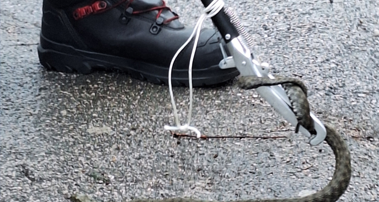 Kača našla zatočišče v kranjskem parkomatu