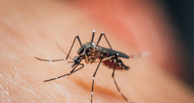 Urad za kemikalije svetuje preventivo namesto uporabe insekticidov